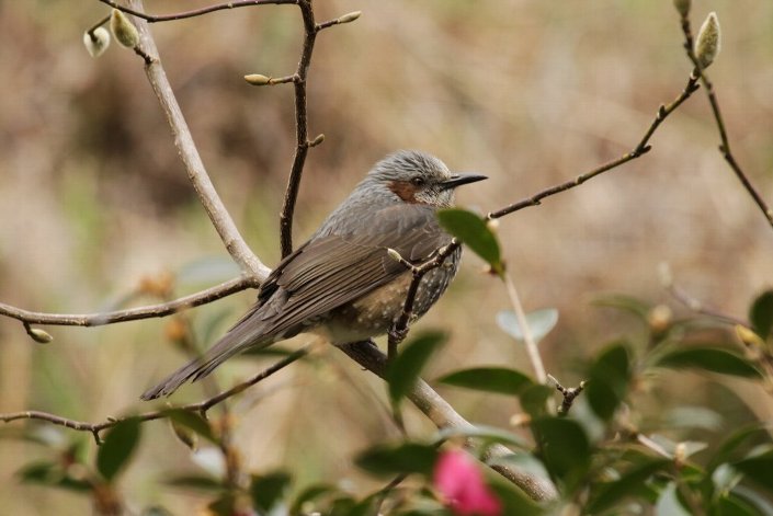 �q���h��