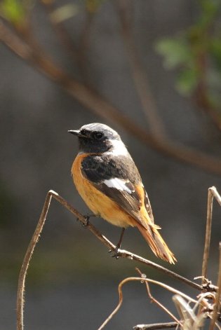 �W���E�r�^�L