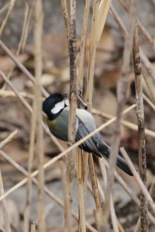 �V�W���E�J��