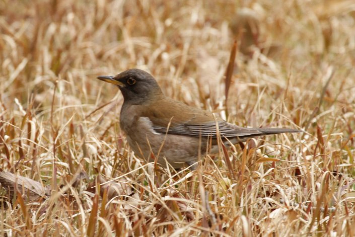 �V���n��