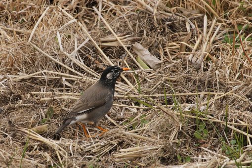 ���N�h��