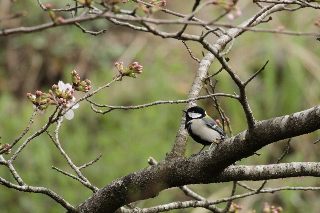 �g����Ǝl�\��