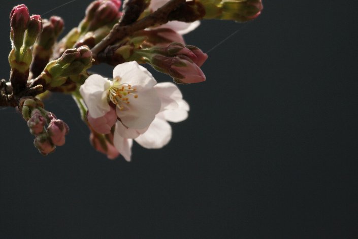 �҂��ɂɑ҂�������g�삪�炫�܂���