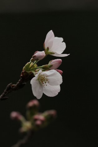 ����g�삪�炢����