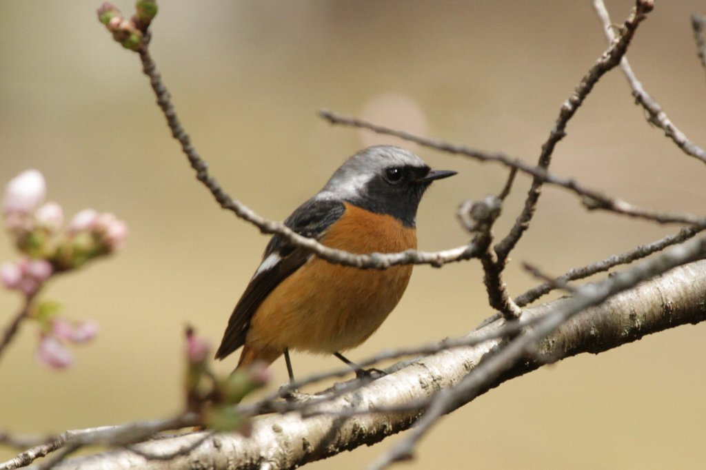 �W���E�r�^�L