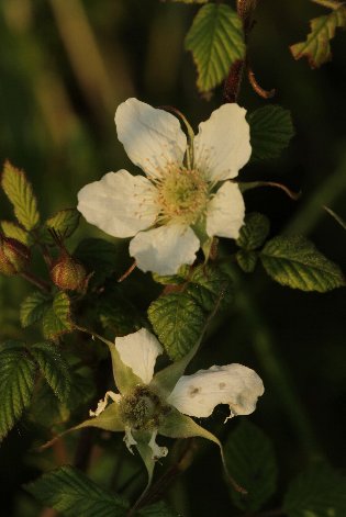 �N�T�C�`�S