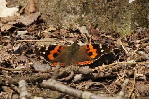 �A�J�^�e�n