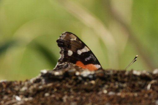 �A�J�^�e�n