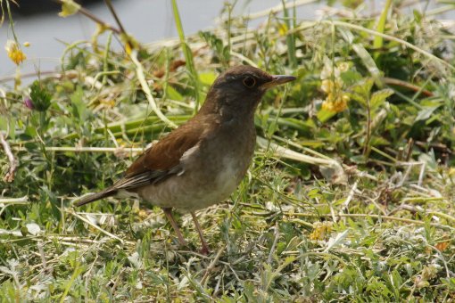 �V���n��