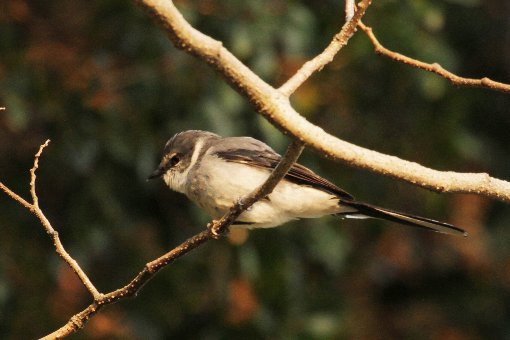 �T���V���E�N�C