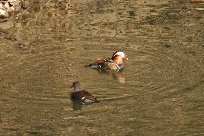 �I�V�h���v�w