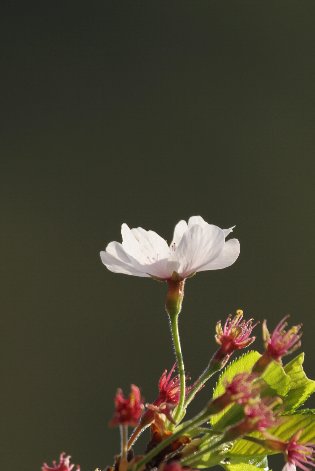 ��ւ̐���g��