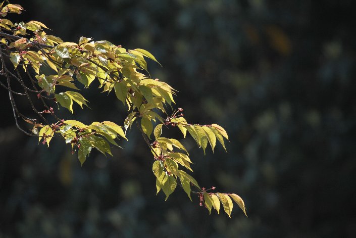 ����g��A�΂̒��ցB