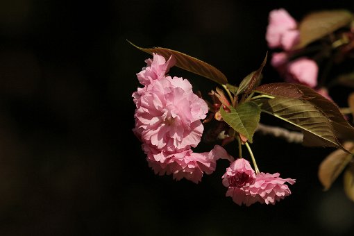 �Ԃ̃{�^����