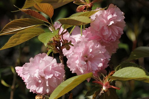 �Ԃ̃{�^����