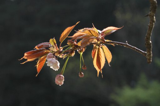 ���̃{�^����