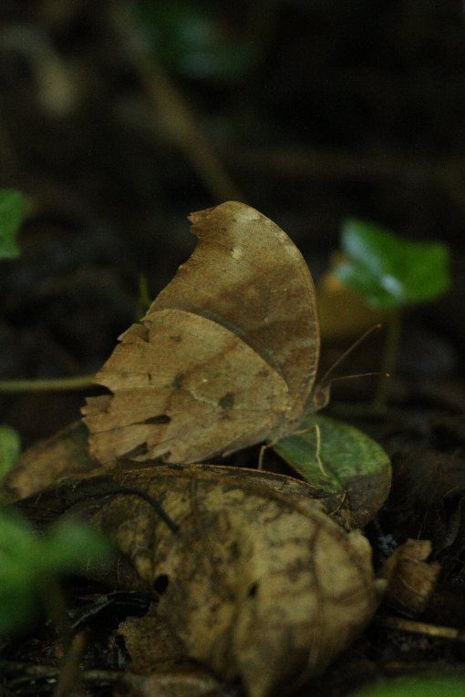 �N���R�}�m�`���E