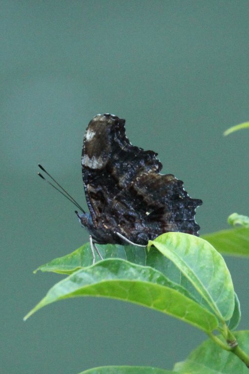 �����^�e�n