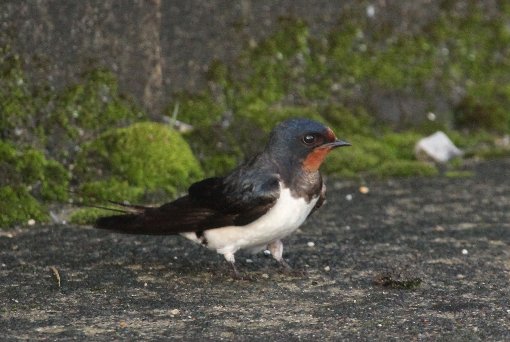 �c�o���̎ᒹ