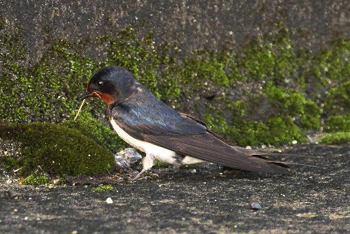 �c�o���̎ᒹ