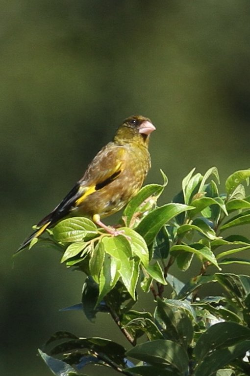 �J�����q��