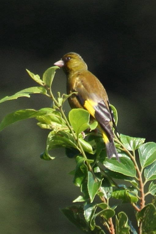 �J�����q��