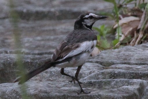 �n�N�Z�L���C