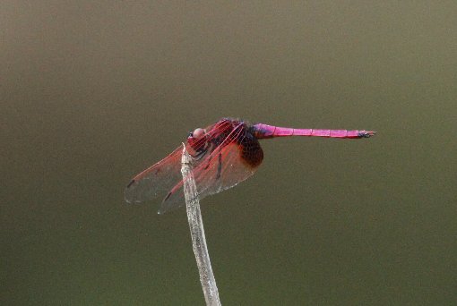 �x�j�g���{