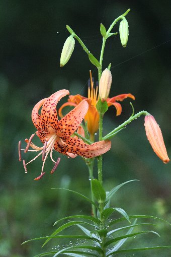 ���S�S��