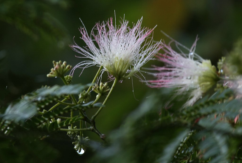 �����̖�