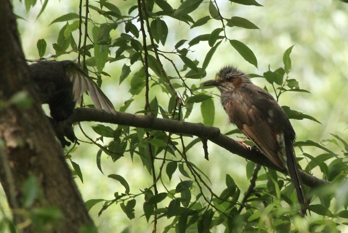 �q���h���̕v�w