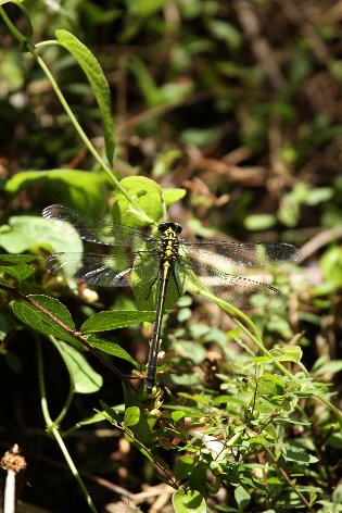 ���}�T�i�G