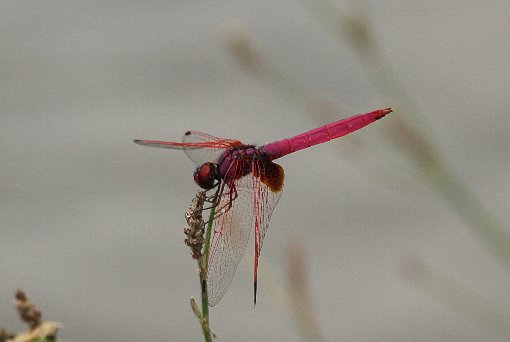 �V���E�W���E�g���{