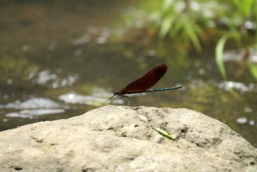 �j�z���J���g���{