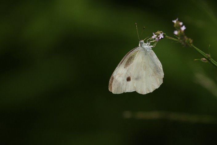 �����V���`���E