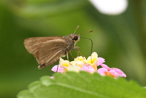 �`���o�l�Z�Z��