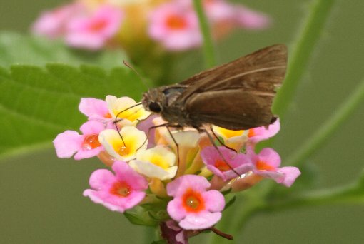 �`���o�l�Z�Z��