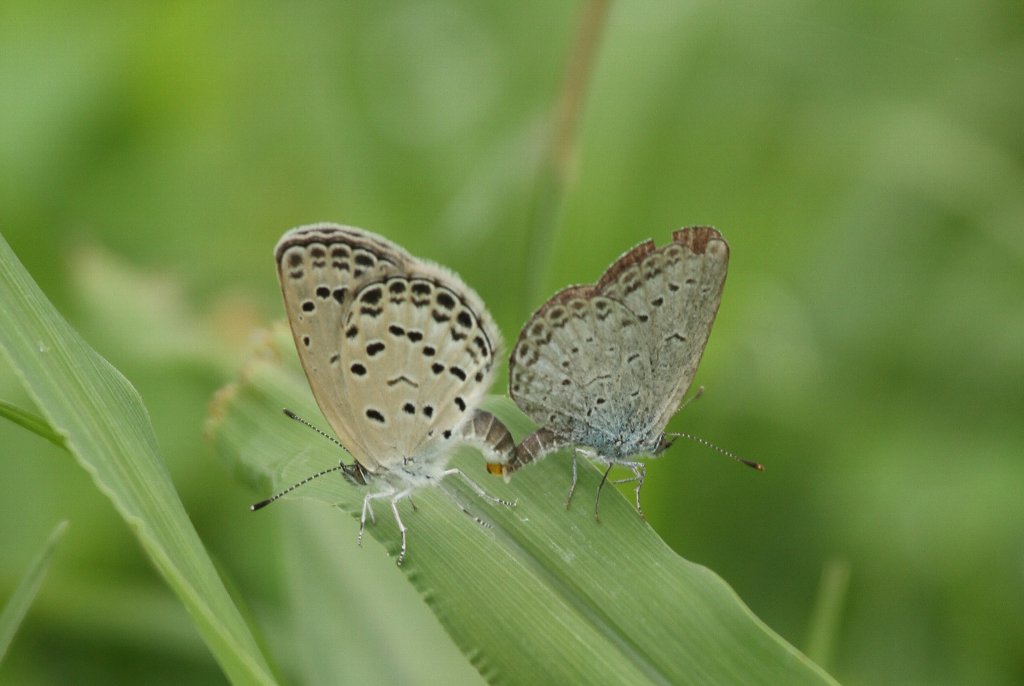 ���}�g�V�W�~�̗�