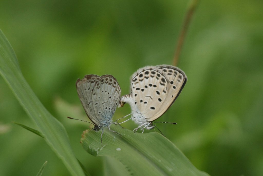 ���}�g�V�W�~�̗�