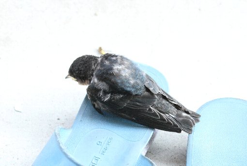 �c�o���̗c��