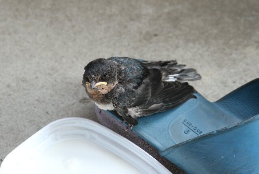 �c�o���̗c��