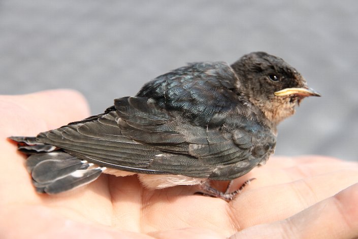 �c�o���̗c��