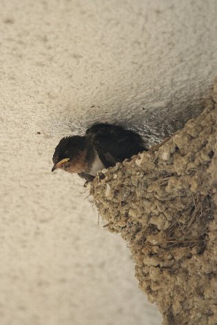 �c�o���̗c��