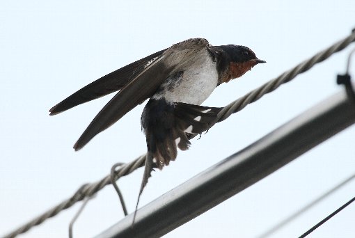 �c�o���̐g�U��