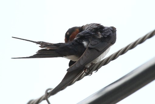 �c�o���̐g�U��