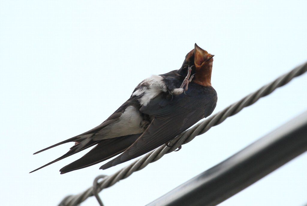 �c�o���̎��~��