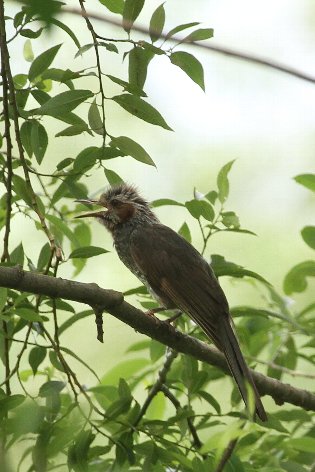 �q���h��