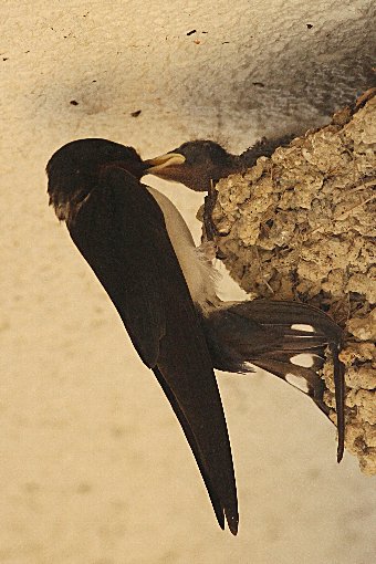 �c�o���̐e�q