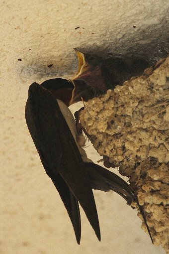 �c�o���̐e�q