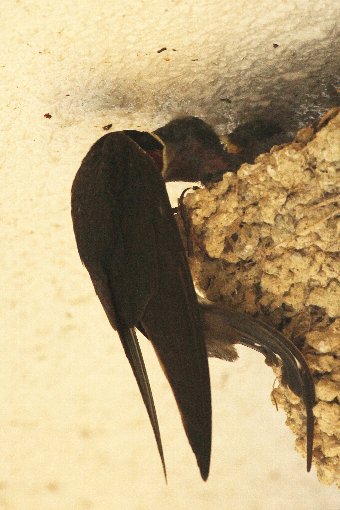 �c�o���̐e�q